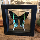 Double Glass Urania Leilus - Curious Nature