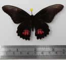 Papilio anchisiades