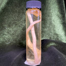 Pig Roundworm Wet Specimen