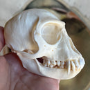 Male Vervet Monkey Skull GRADE B