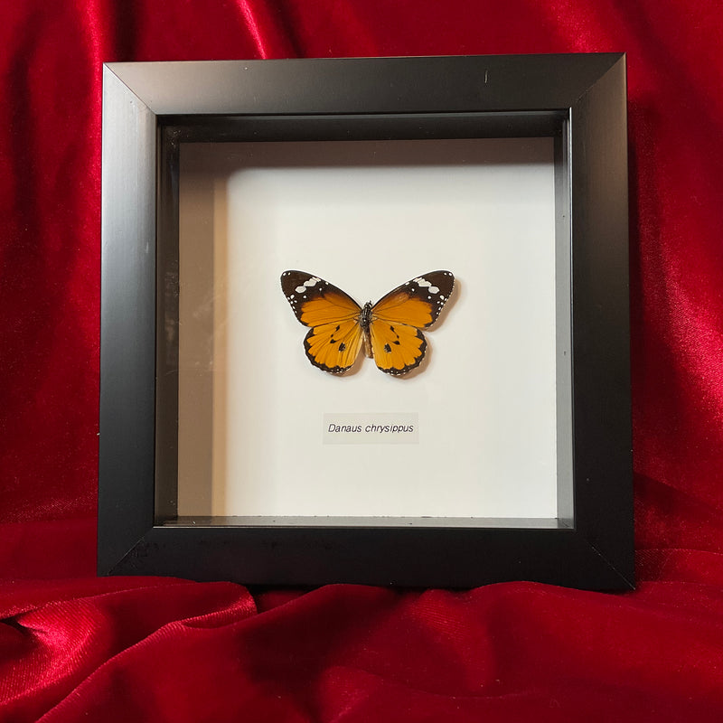 Plain Tiger Butterfly in Frame