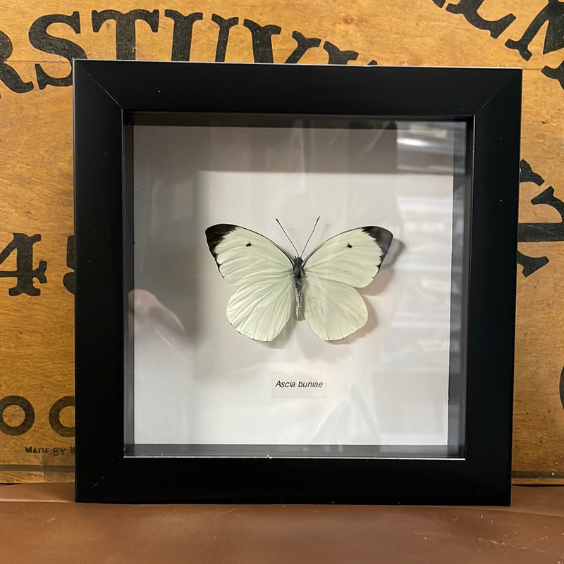 Great Southern White Butterfly In Frame