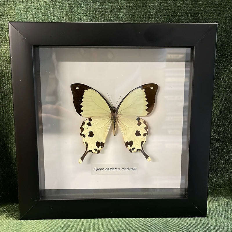 Flying Handkerchief Butterfly in Frame