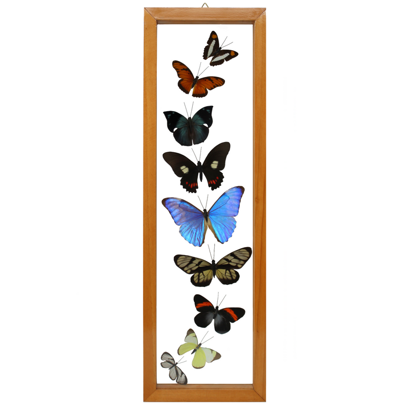 9 Assorted Butterflies/Moths in Double Glass (Brown Frame - 5" x 18")