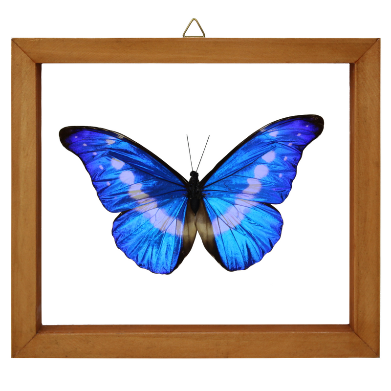 Helena Morpho Butterfly in Double Glass (Brown Frame)