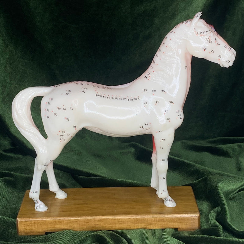 Anatomical Horse Model