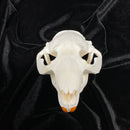 Beaver Skull