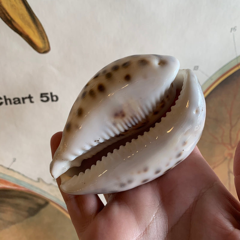 Tiger Cowrie Shell