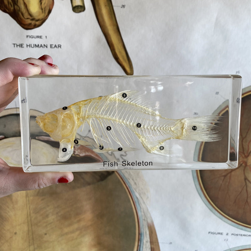 Fish Skeleton Paperweight - Curious Nature