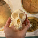 Male Vervet Monkey Skull GRADE B