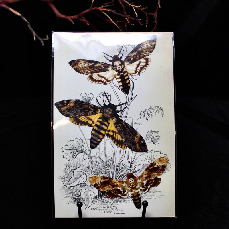 Paper Memento Mori Moth Set