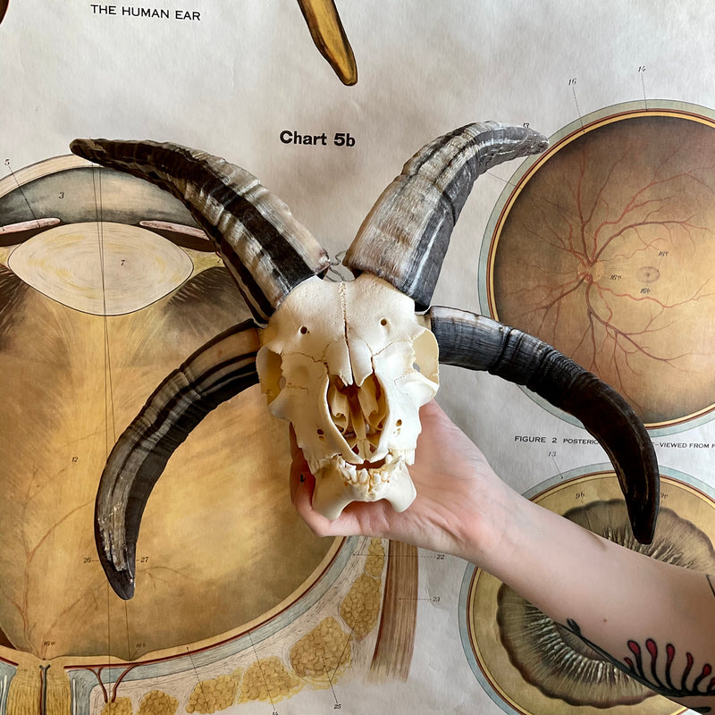 Four-Horned Jacob Sheep Skull