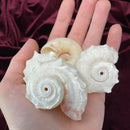Pearl Delphinula Shell