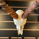 Impala Skull GRADE B