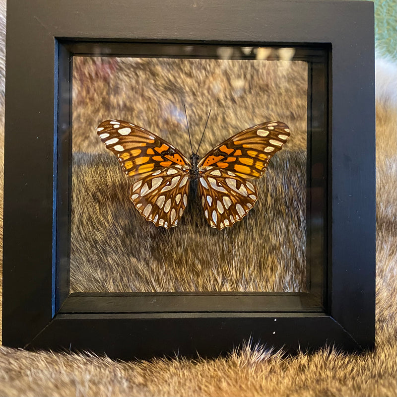 Heliconius Silverspot Butterfly in Double Glass