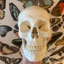 Human Skull Model