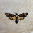 Death's Head Moth Sticker