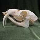 Chinese Water Deer Skull