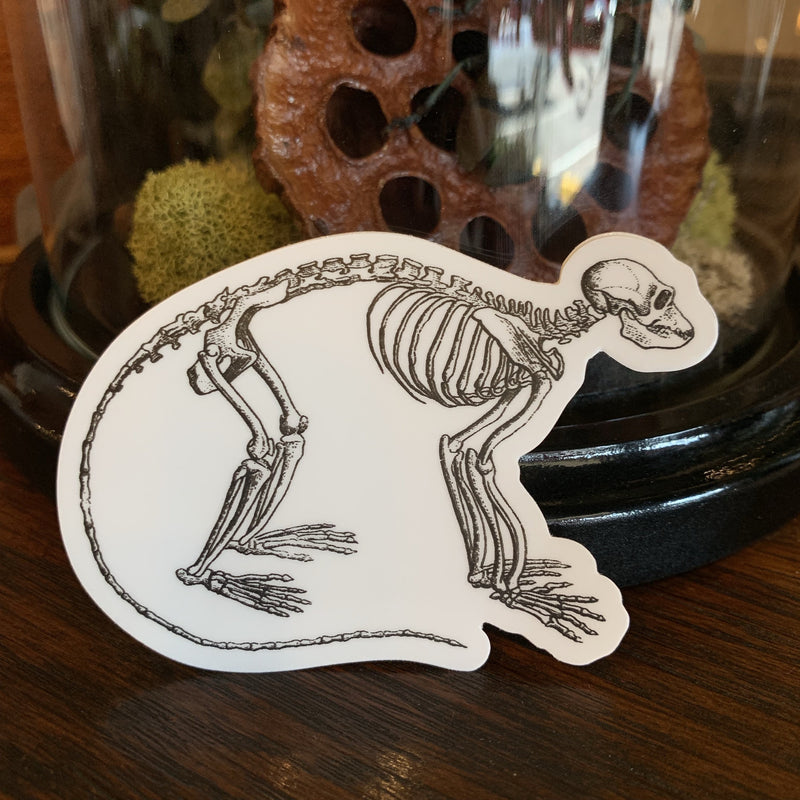 Skeleton Stickers - Curious Nature