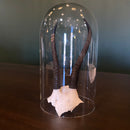 Glass Cloche (10”)