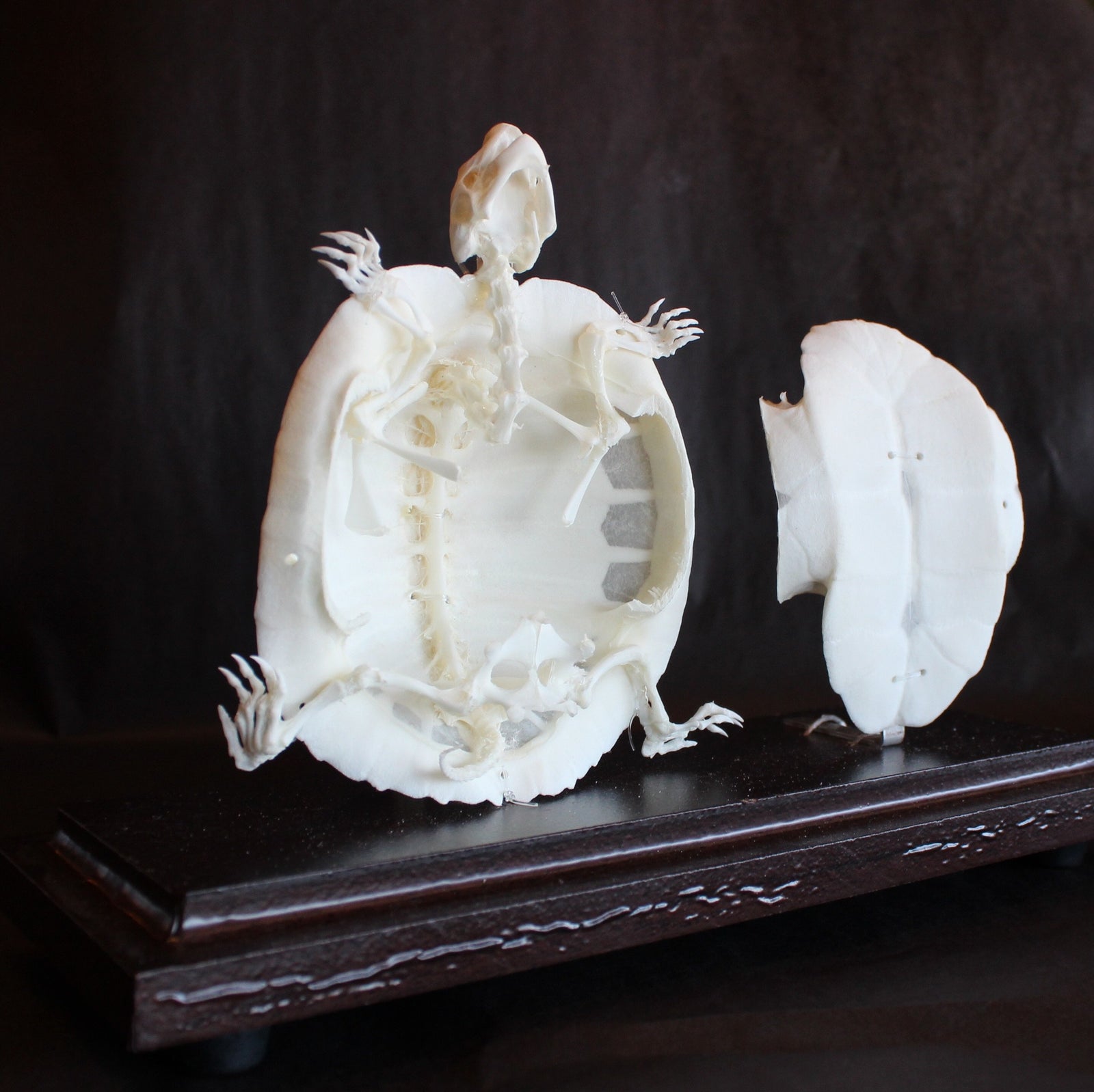 Bony Shell Articulated Turtle Skeleton (Bone Shell)