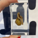 Snail Paperweight - Curious Nature