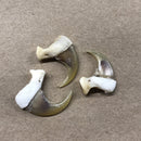 Bobcat Claws - Curious Nature