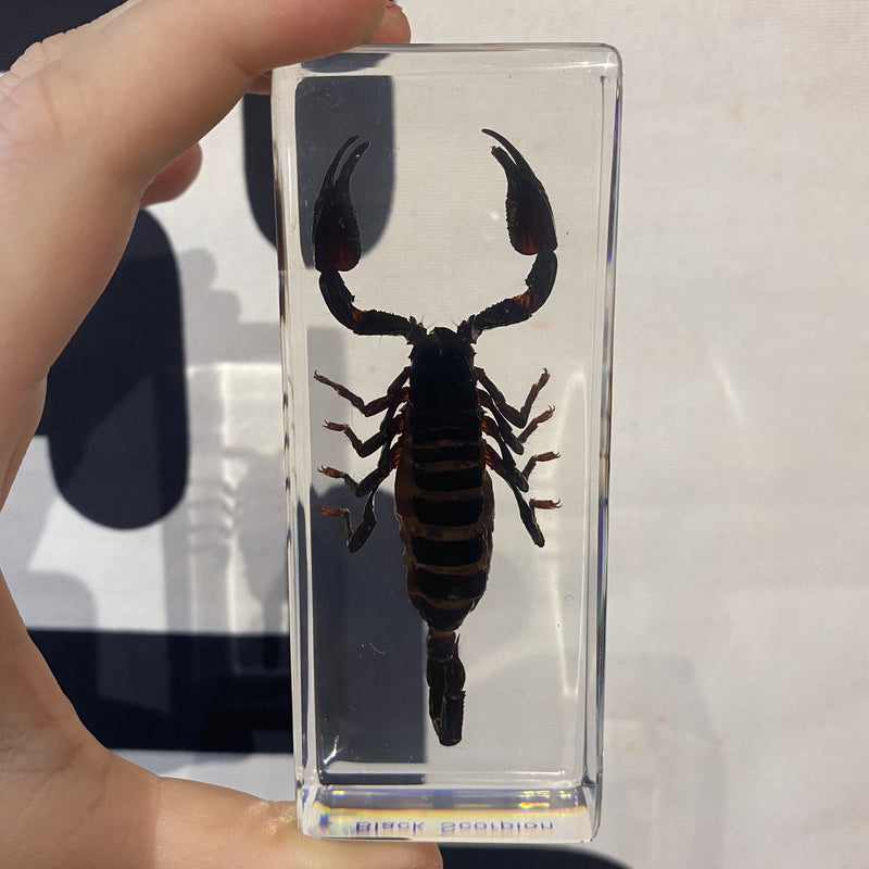 Black Scorpion Paperweight - Curious Nature