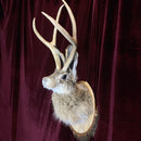 Taxidermy Jackalope