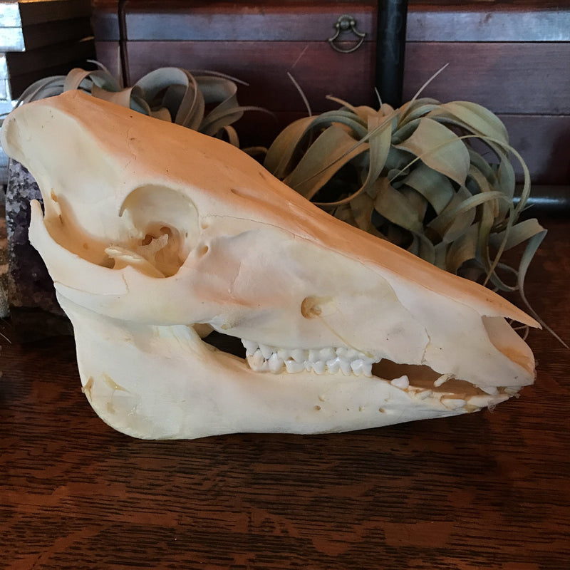 Wild Boar Skull - Curious Nature