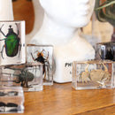 Small Invertebrate Paperweight