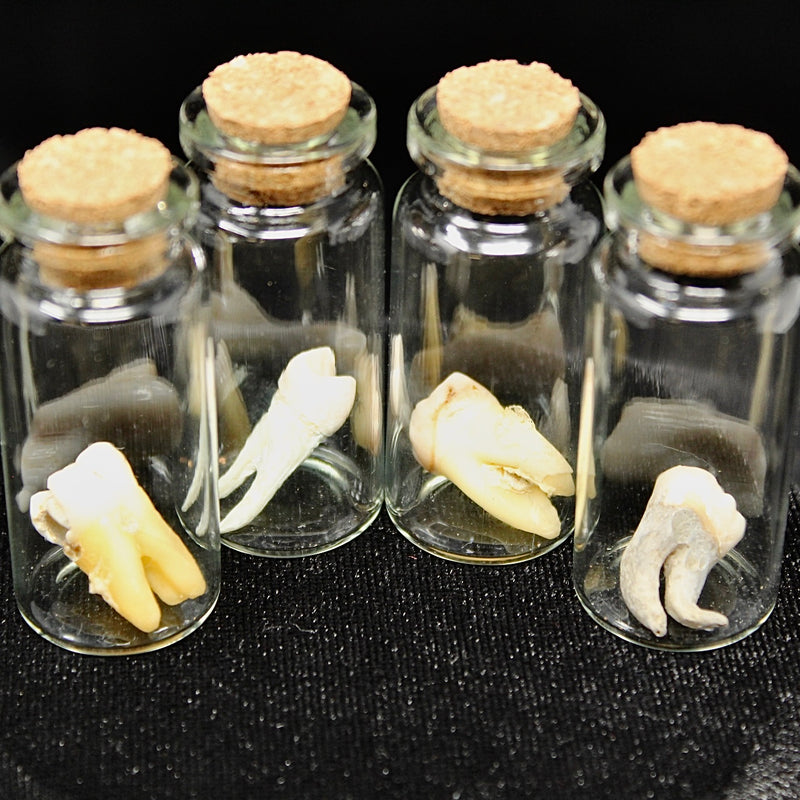 Authentic Human Tooth
