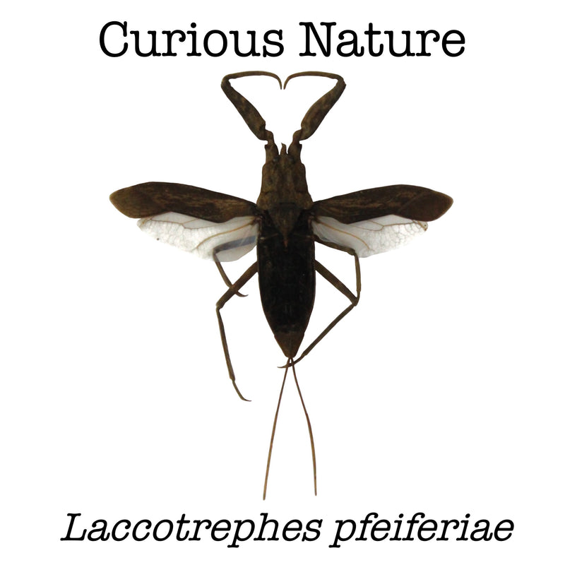 Laccotrephes pfeiferiae