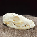 Grey Fox Skull