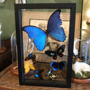 7 Butterfly Collection - Curious Nature