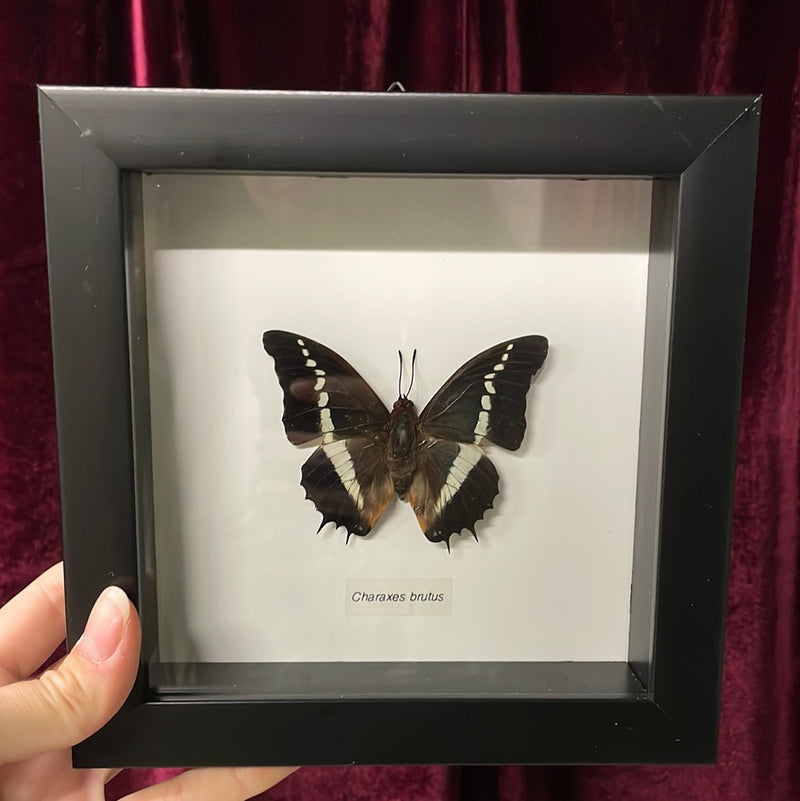 White-barred Emperor Butterfly in Frame