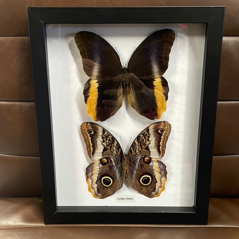 Yellow-edged Giant Owl Butterfly Comparison Collection
