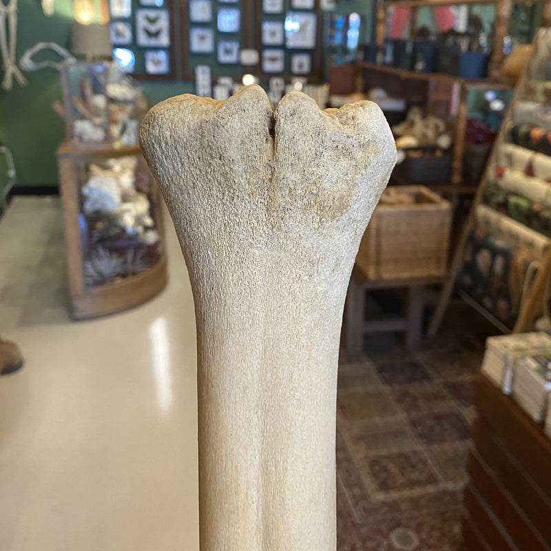 21” Giraffe Metatarsal Leg Bone - Curious Nature