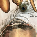 Peacock Feather - Curious Nature