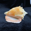 Haitian Fighting Conch Shell