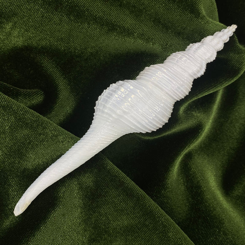 White Spindle Shell