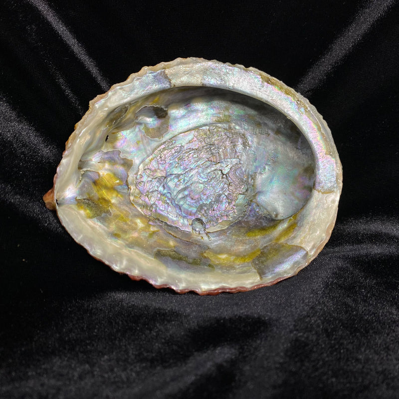 Rainbow Abalone Shell