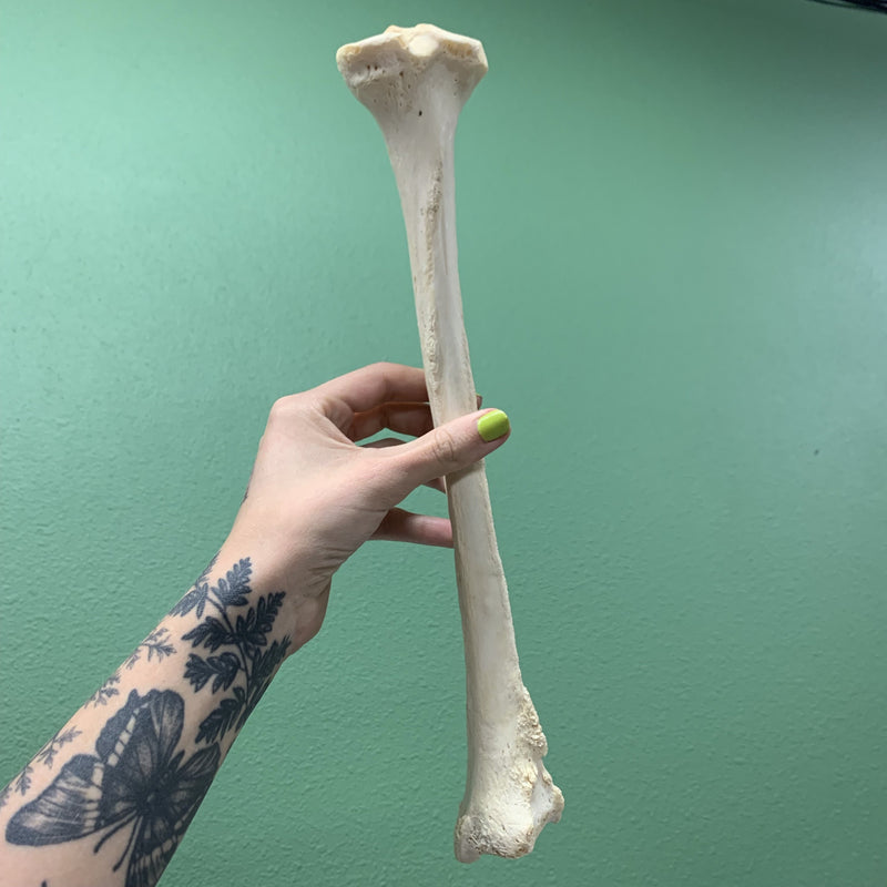 Human Tibia Leg Bone - Curious Nature