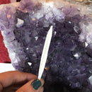 Coyote Baculum Bone - Curious Nature