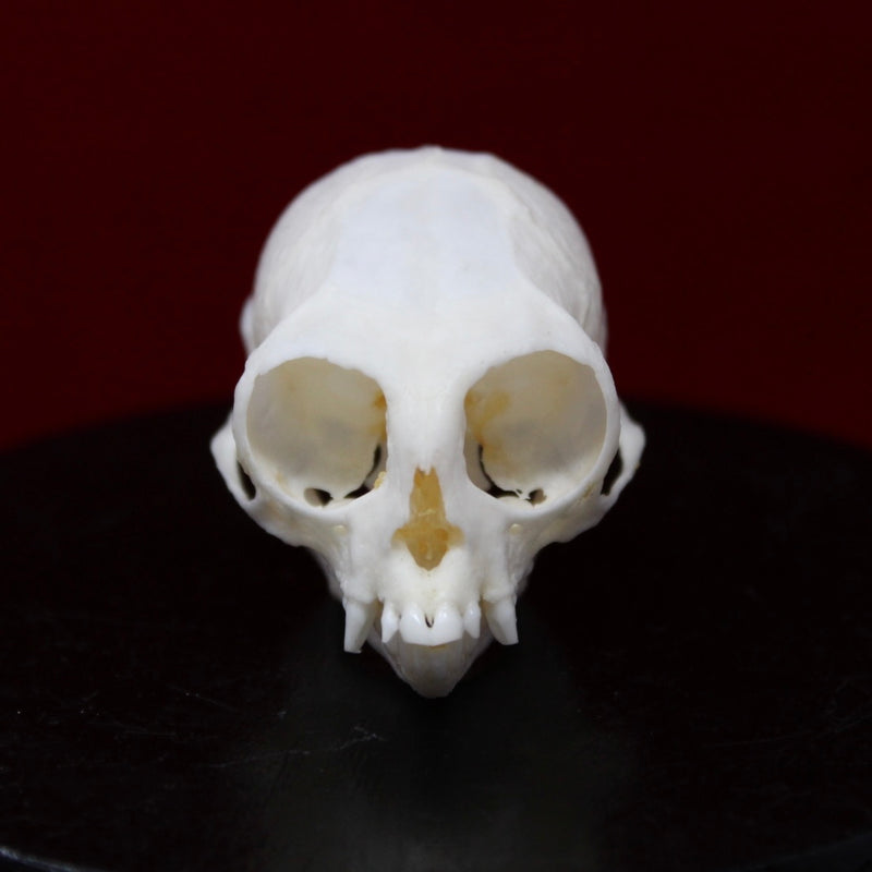 Common Marmoset Skull