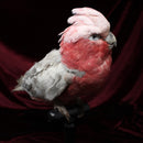 Rose Breasted Cockatoo
