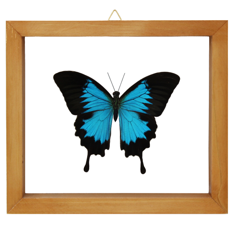 Ulysses Butterfly in Double Glass (Brown Frame)