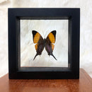 Daggerwing Butterfly in Double Glass