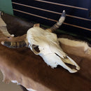 Cow Skull