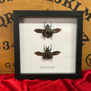 Flower Chafer Beetle Duo in Frame